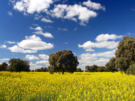 Landscape with rapeseed and holm oak in Extremadura  Spain 