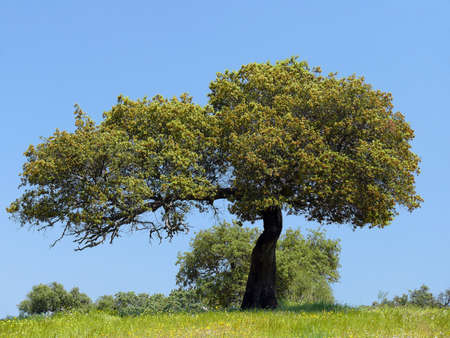 holm oak  against blue sky in southern Extremadura  Spain の写真素材