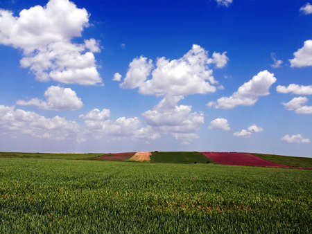landscape with wheat south of Extremadura  Spain の写真素材