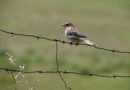 Bird perched on barbed wireの写真素材