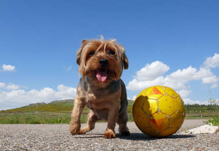 yorkshire terrier playing with a yellow ball
