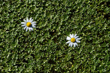 two flowers of daisies on duckweedの写真素材