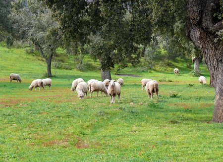 sheep  in a field with oaksの写真素材