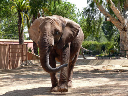 elephant in a zoo - horizontal