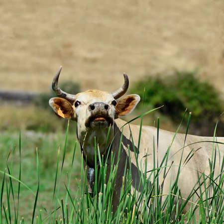 Cow watching the sky in the fieldの写真素材