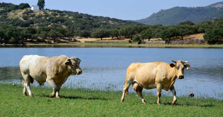 panoramic  landscape with a charolais bull following a cow next to a lake in Extremadura, Spainの写真素材