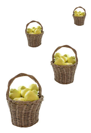 quinces in handcrafted  homemade baskets made of olive twigs isolated on a whiteの写真素材