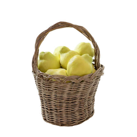 quinces in handcrafted  homemade basket made of olive twigs isolated on a whiteの写真素材