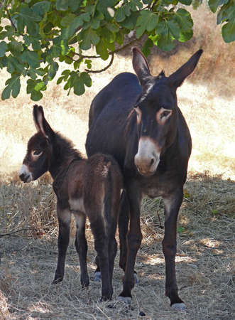 little donkey with his mother both dark brownの写真素材
