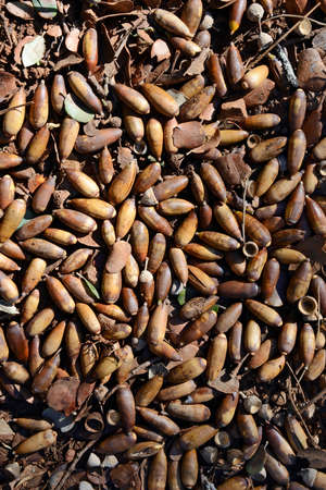 many holm oak acorns on the ground in winterの写真素材