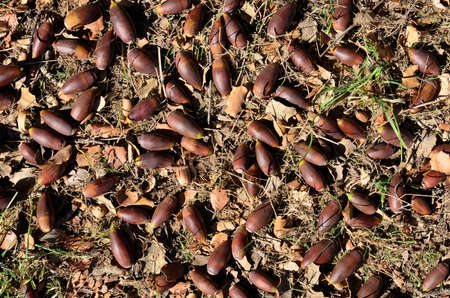 many holm oak acorns on the ground in autumnの写真素材