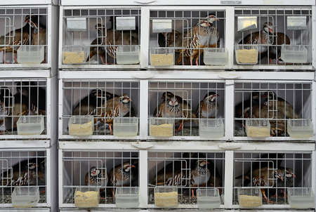 many partridges in cages all orderedの写真素材