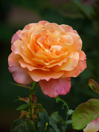 a rose of many colors  pink and yellow in a parkの写真素材