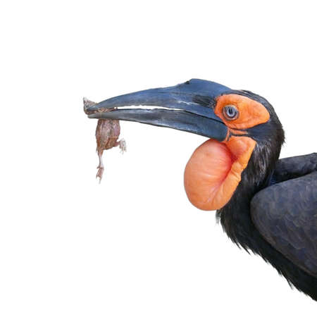 Pelican carrying in its beak a dead chick isolated on a white backgroundの写真素材
