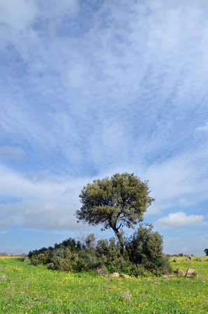 landscape with holm oak and sky with clouds  in Extremadura, Spainの写真素材