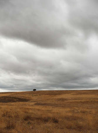 solitary oak among dry grass