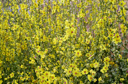 yellow flowers of Verbascum nigrum  dark mullein 