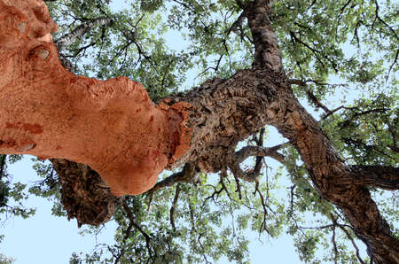 trunk of  cork  tree - quercus suber -  stripped of cork in southern Extremadura, Spain.の写真素材