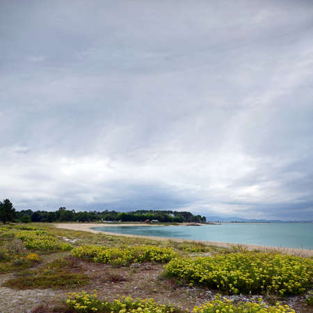 small beach with yellow flowers on the coast of Galicia, Spainの写真素材