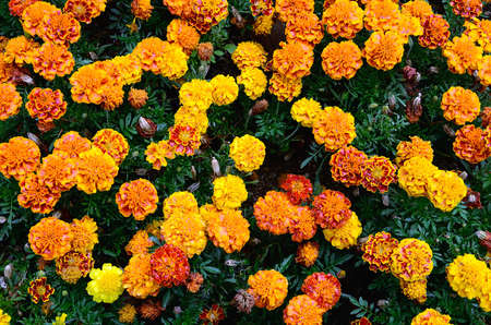 many yellow and red flowersの写真素材