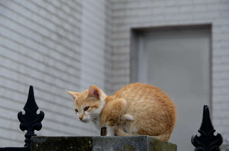a yellow and white small cat lyingの写真素材
