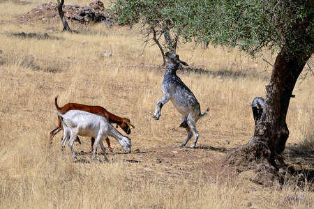 goat eating olives from a olive treeの写真素材