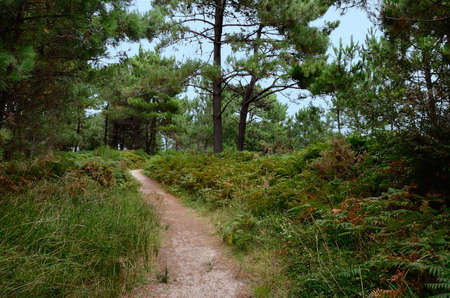 path in a landscape with pine trees and brackenの写真素材