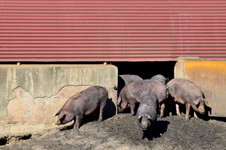 Iberian pigs out of the pigstyの写真素材