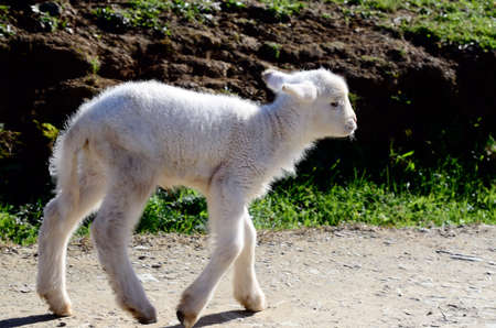 a newborn lamb in the fieldの写真素材