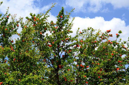 a pomegranate tree in blossom against blue sky with white cloudsの写真素材