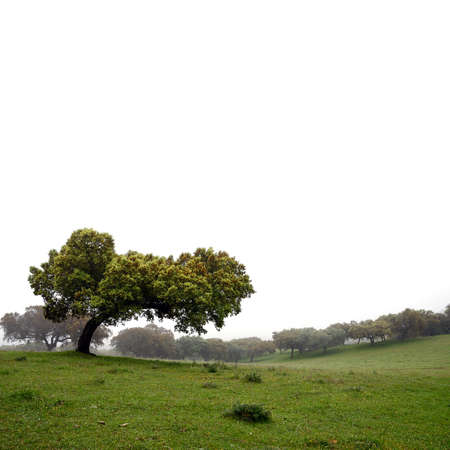 landscape with holm oaks trees in southern Extremadura Spainの写真素材