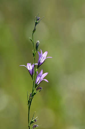flowers of Campanula rapunculus rampion bellflower. This plant has medicinal and culinary useの写真素材