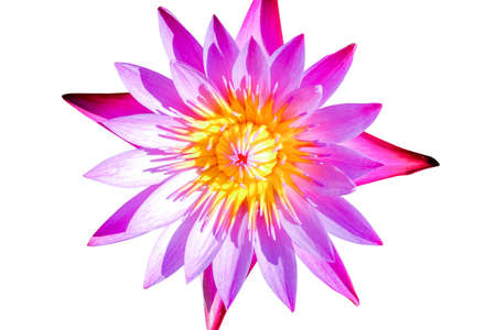 Pink Lotus are blooming beautifully,  The lotus is the symbol of Buddhism and Buddhist showing respect sacred, isolated on white background.の写真素材