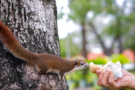 Close-up a hands of Thai Asian old man who was sending bread to give a squirrel on a tree in public park on the morning.の写真素材