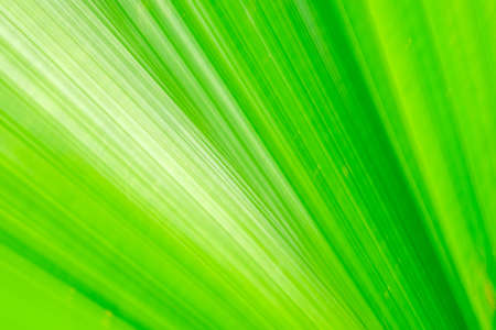 Close-up and long exposure effect of green fan palm leaf on blurred motion under sunlight in the morning, abstract of greenery nature background, for use wallpaper and backdrop on eco green concept.の写真素材