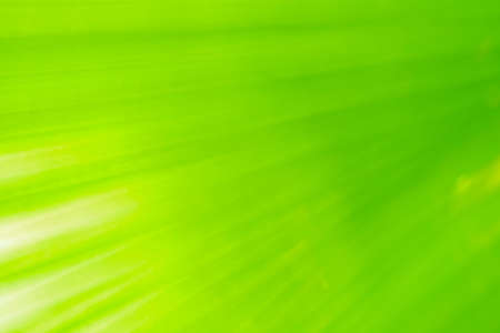 Close-up and long exposure effect of green fan palm leaf on blurred motion under sunlight in the morning, abstract of greenery nature background, for use wallpaper and backdrop on eco green concept.の写真素材