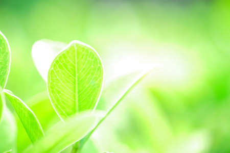Fresh green leaf and overexposure of sunlight on green nature blurred background at public park in morning, greenery season background, close-up and selective focusの写真素材