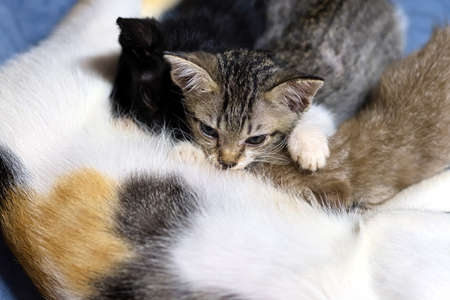 Close-up adorable kittens eating milk from mother cat, selective focus