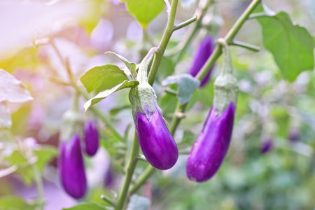 Fresh purple Eggplant fruit growing in garden on summer season with orange filter light, close-up and selective focusの写真素材