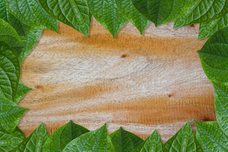 Fresh green leaf frame on empty wooden plank background use for place text and other on top-viewの写真素材