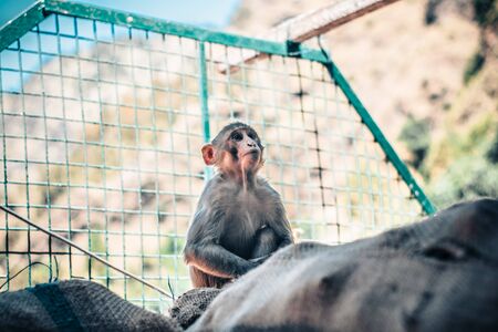 Monkey Kingのeditorial素材