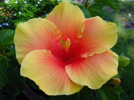 smile flowerの写真素材