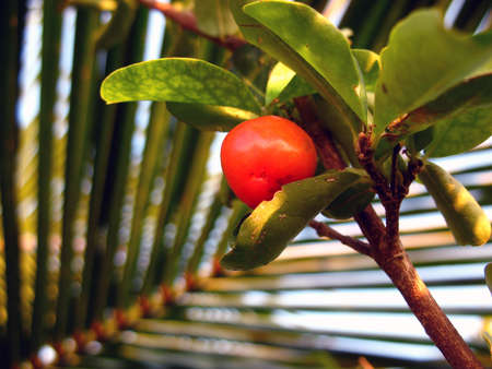 one cherryの写真素材