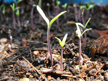 tomato growthの写真素材
