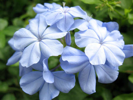 blue flowersの写真素材