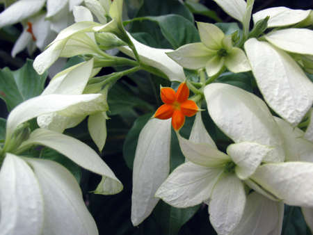 small orange flowersの写真素材