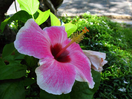 pink flowersの写真素材