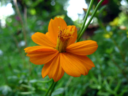 comos yellows flowersの写真素材