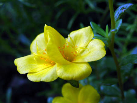 twin yellow flowersの写真素材