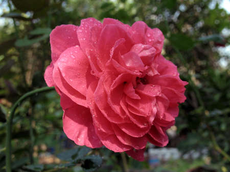 nice roseの写真素材